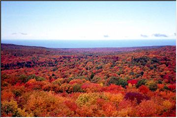 Sea of colorful trees