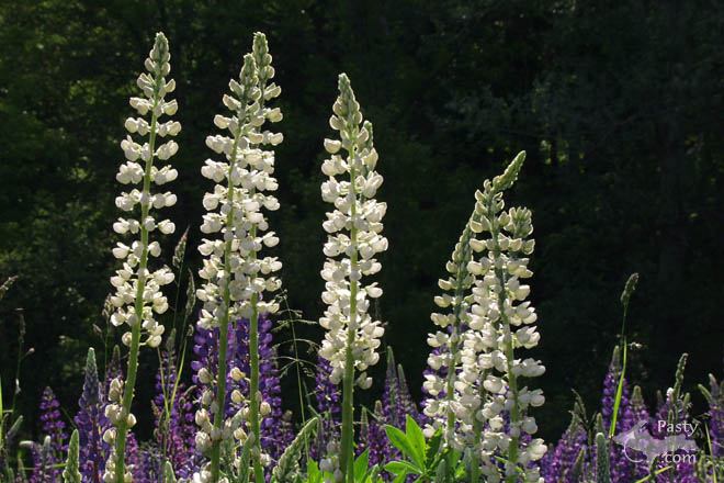 photos by Dan Urbanski