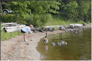 Feeding the geese