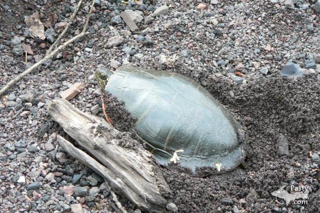 Photos by Terry Johnson