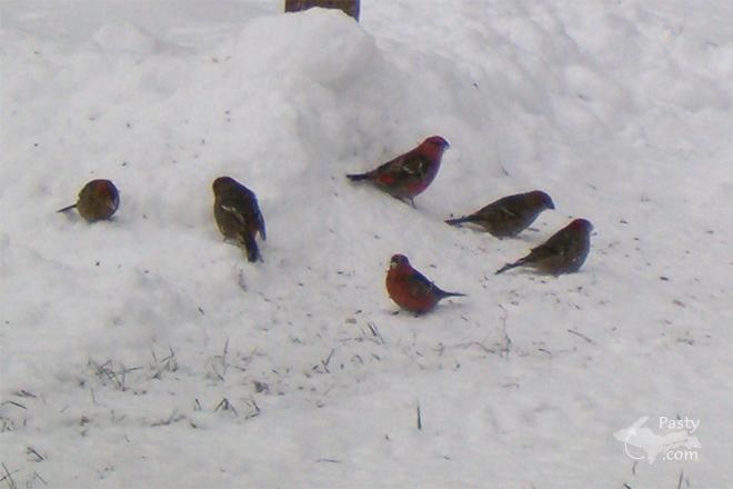 Photo by Judy Byykkonen