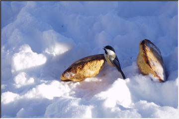 Better than birdseed!