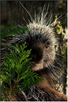 Prickly fellow