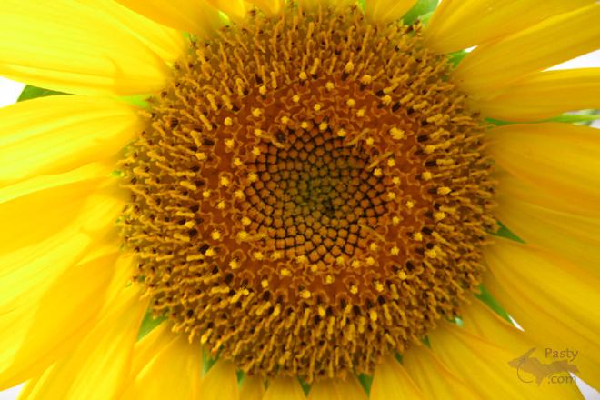 Photos by Donna MacIntosh