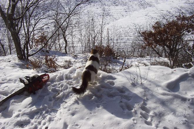 Photos by Nate Alwine