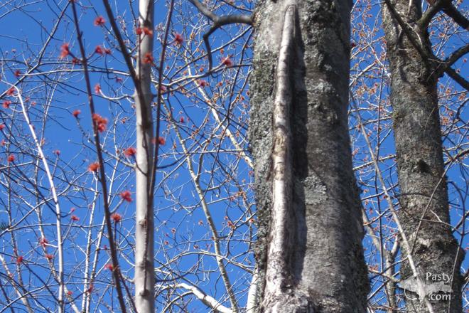 Photos by Donna MacIntosh