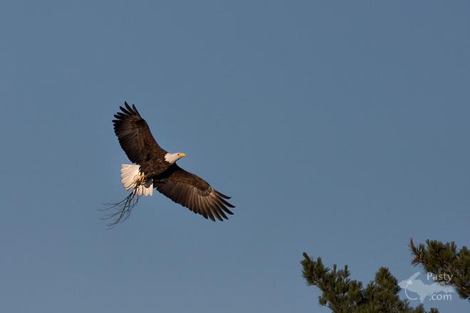 Photos by Frederic W. Koski