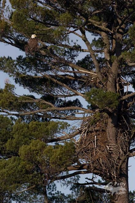 Photos by Frederic W. Koski