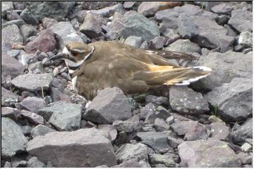 Killdeer nest
