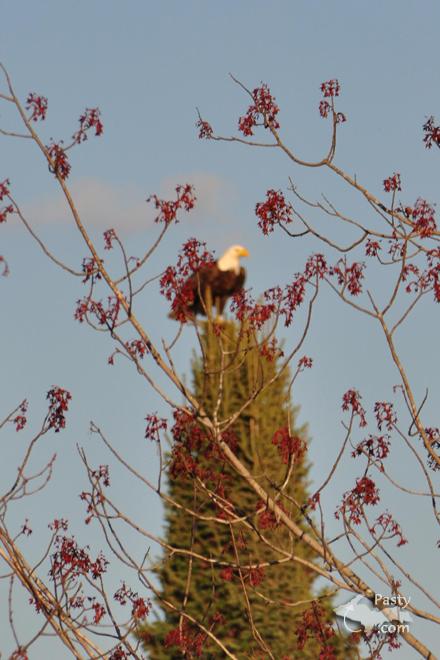 Photos by Bob Gilreath