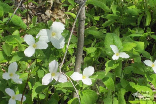 Photos by Barb Bouwkamp