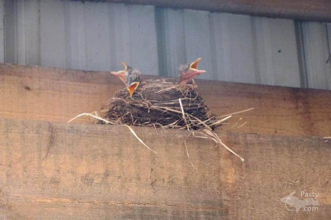 Photos by Patty Rheault