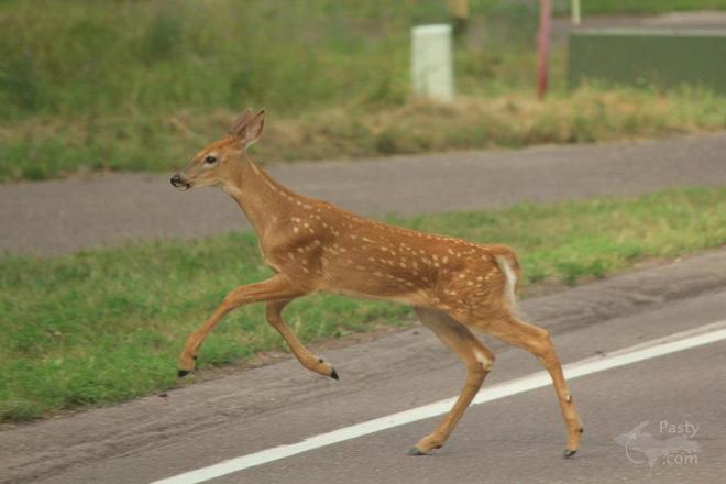Photos by Melanie Hakala Rossi