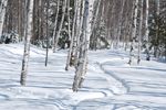 White birch trees and snow
