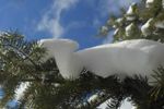 Snowy branches