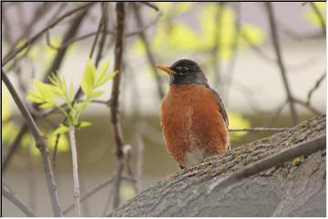 Michigan's State Bird
