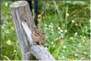 Among the wildflowers