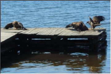 Excitement on the dock