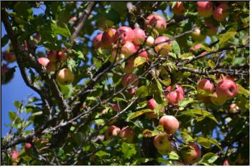 Apples on the tree
