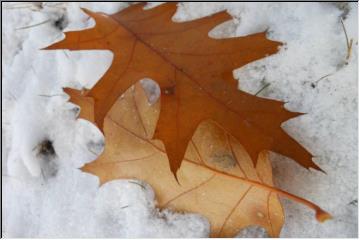 Leaves and snow