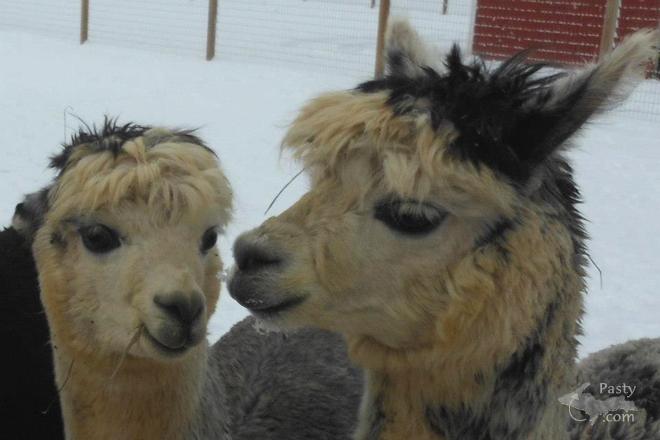 Photos by Donna MacIntosh