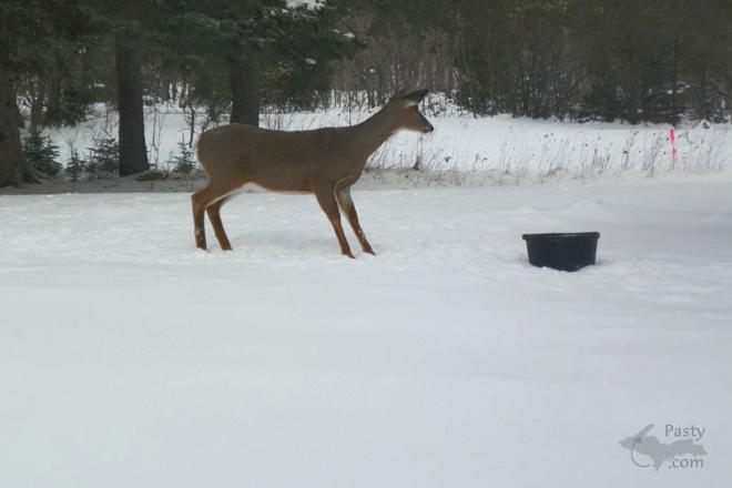 Photos by Robert C. Wetton