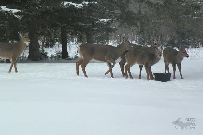 Photos by Robert C. Wetton