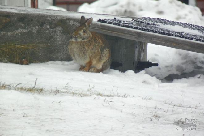 Photos by Robert C. Wetton