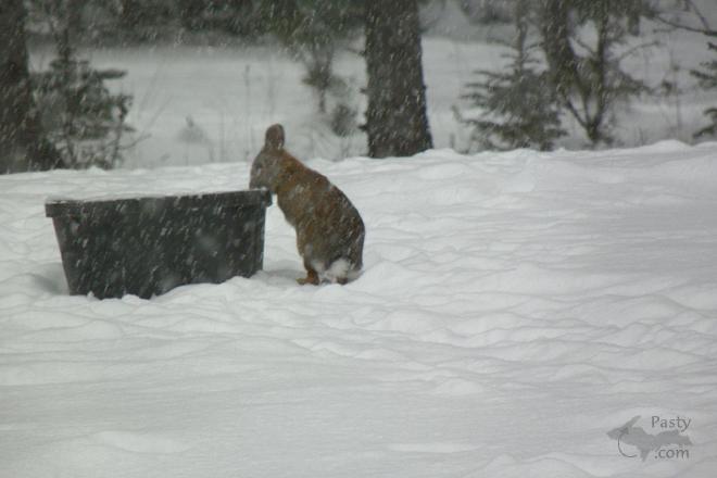 Photos by Robert C. Wetton