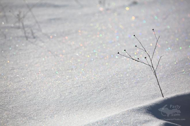 Photo by Shawn Malone