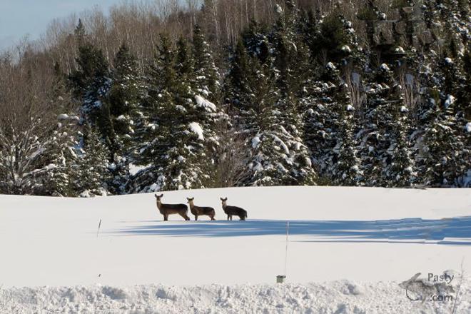 Photos by Judy Byykkonen