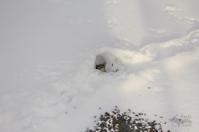 Photos by Melanie Hakala Rossi