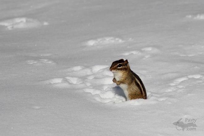 Photos by Melanie Hakala Rossi