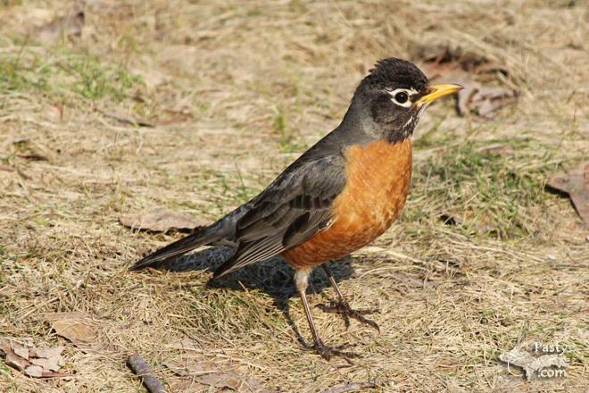 Photos by Melanie Hakala Rossi