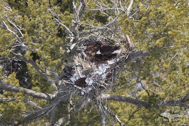 Photo by E. Neil Harri