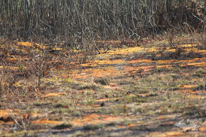 Photos by Melanie Hakala Rossi