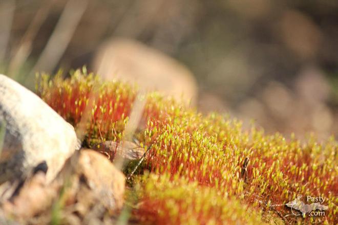 Photos by Melanie Hakala Rossi