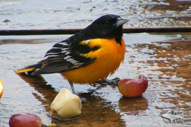 Photo by Joe & Linda Schneller