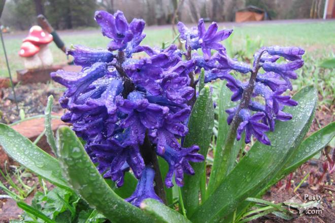 Photo by Judy Byykkonen