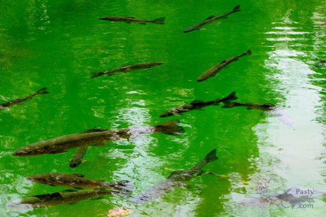 Photos by Judy Byykkonen