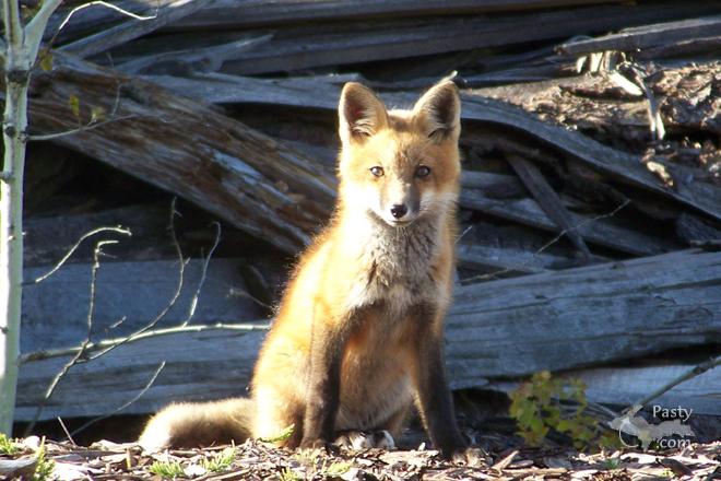 Photos by Janine Beveridge