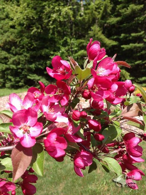 Photo by Judy Byykkonen