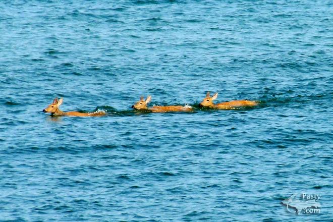 Photos by Kathleen Niemi Vettori