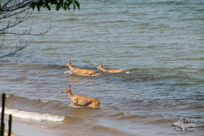 Photos by Kathleen Niemi Vettori