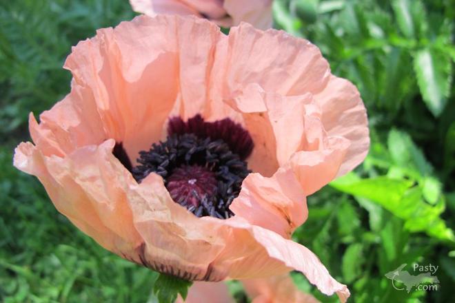 Photo by Chad Johnson