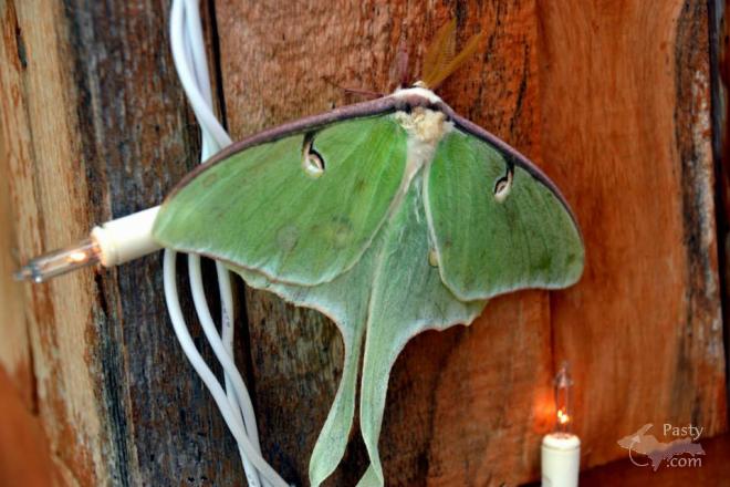 Photos by Ryan Byykkonen