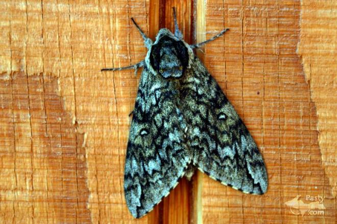 Photos by Ryan Byykkonen