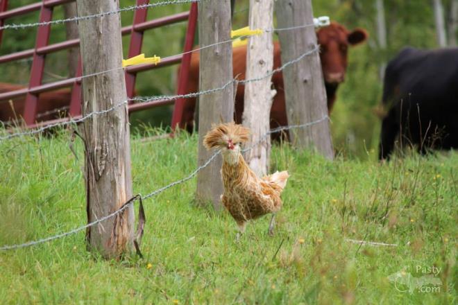 Photos by Melanie Hakala Rossi