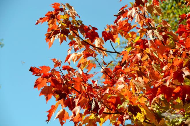 Photos by Judy Byykkonen