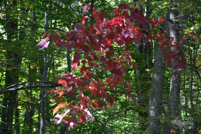 Photos by Judy Byykkonen